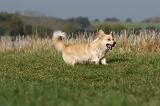 CORGI PEMBROKE 1103